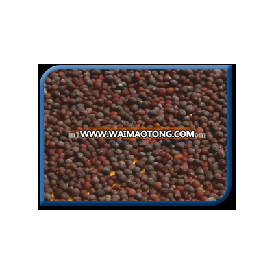 High quality White / Black / Yellow mustard seed