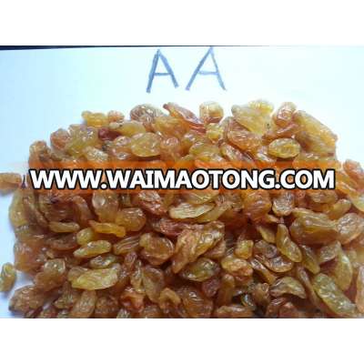 High quality Golden Yellow Raisin from India