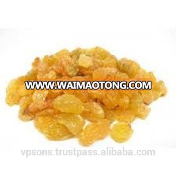 A1 quality jumbo golden raisins from india for exports