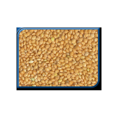 Golden Foxtail Millet